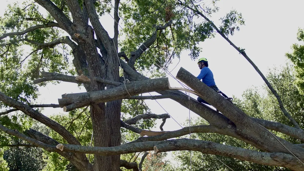 Professional Crown Thinning performed by certified arborists in Fleming